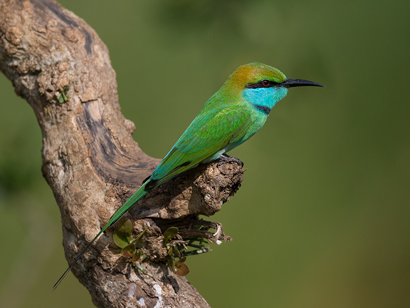 green bee-eater (Merops orientalis)
