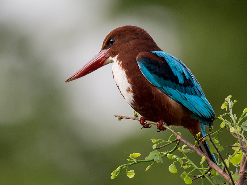 white-throated kingfisher (Halcyon smyrnensis)