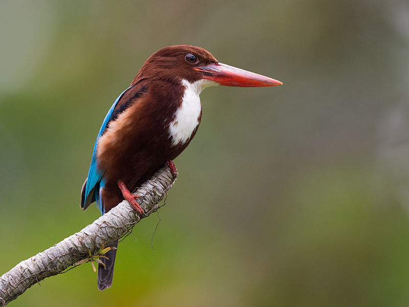 white-throated kingfisher  (Halcyon smyrnensis)