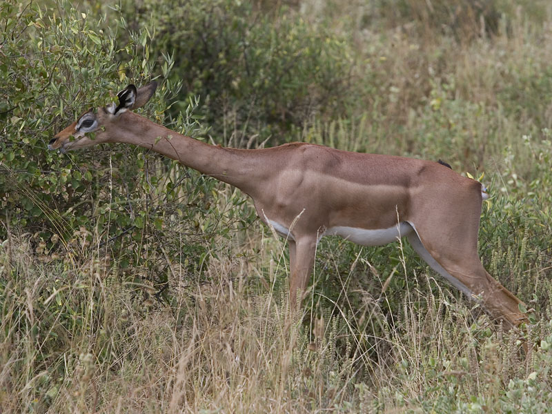 gerenuk