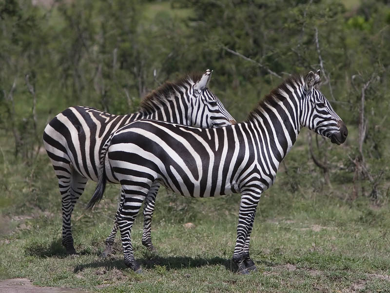 common zebra