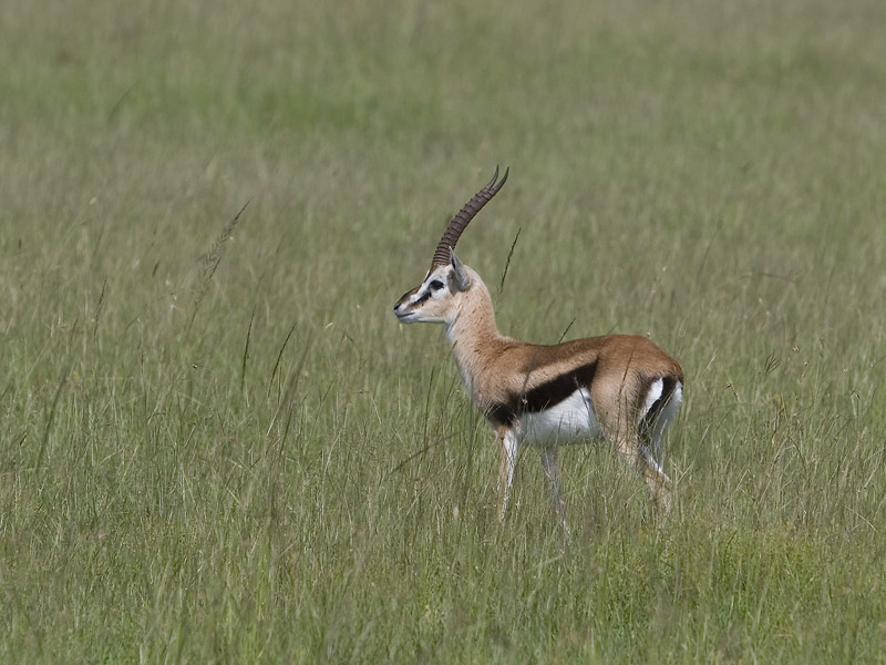 thomson's gazelle