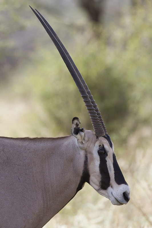 besa oryx