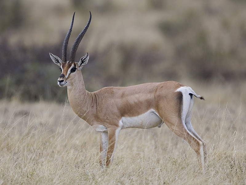 Grant's gazelle