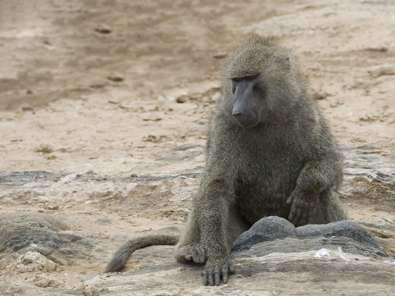 baboon_