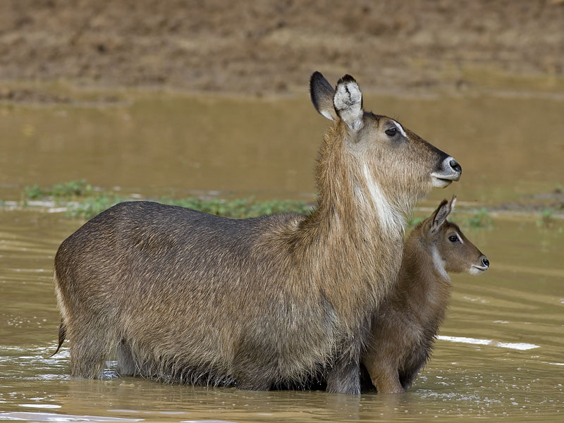 waterbuck