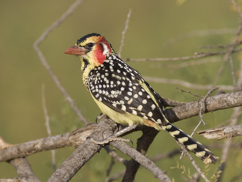 red-and-yellow barbet_