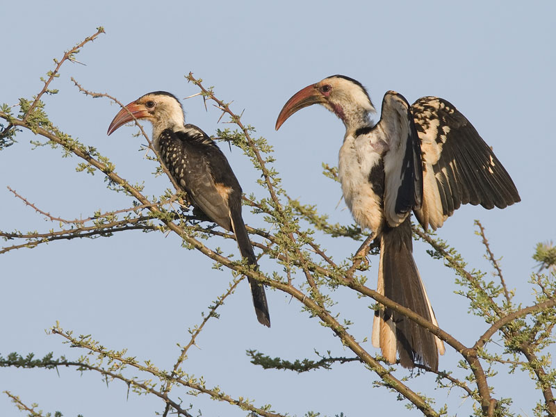 red-billed hornbill