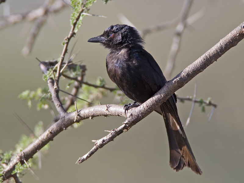 fork-tailed drongo