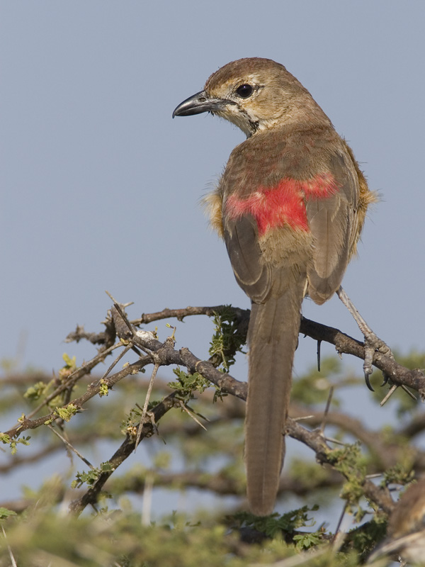 rosy-patched bush-shrike