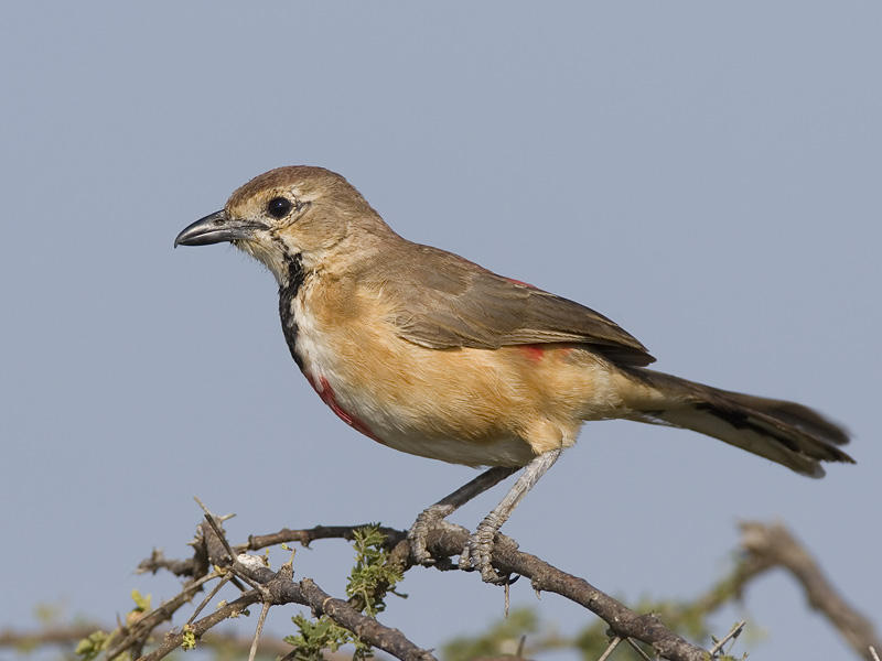 rosy-patched bush-shrike