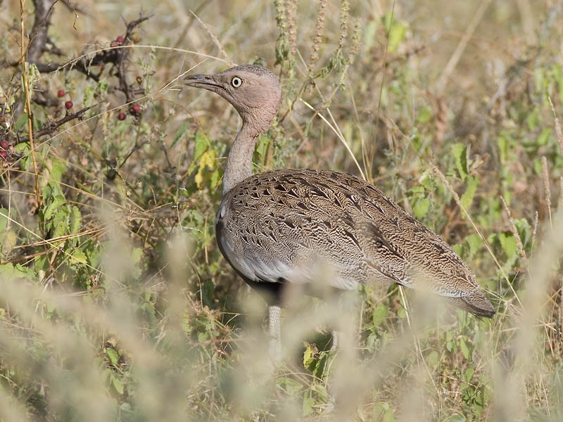 buff-crested bustard