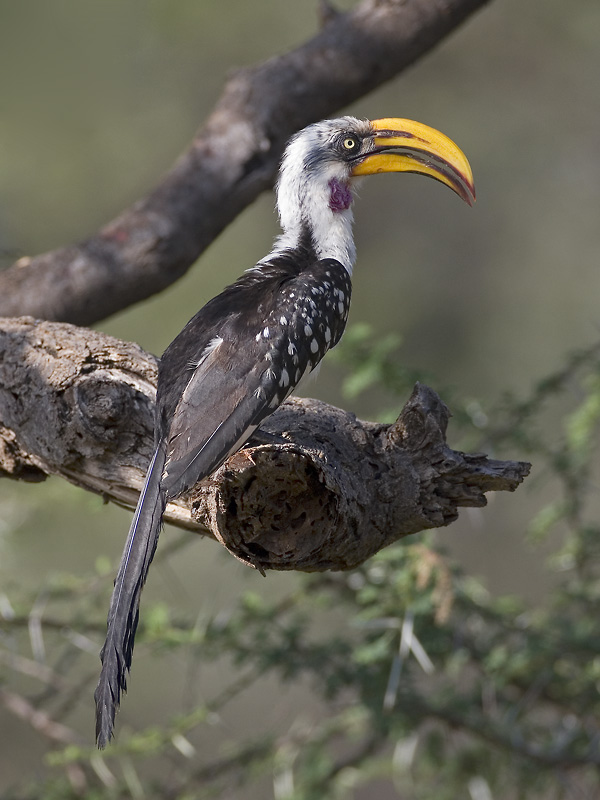 eastern yellow-billed hornbill