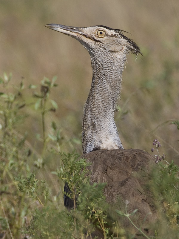 kori bustard