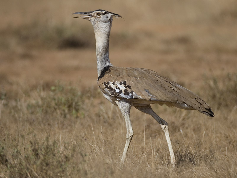 kori bustard