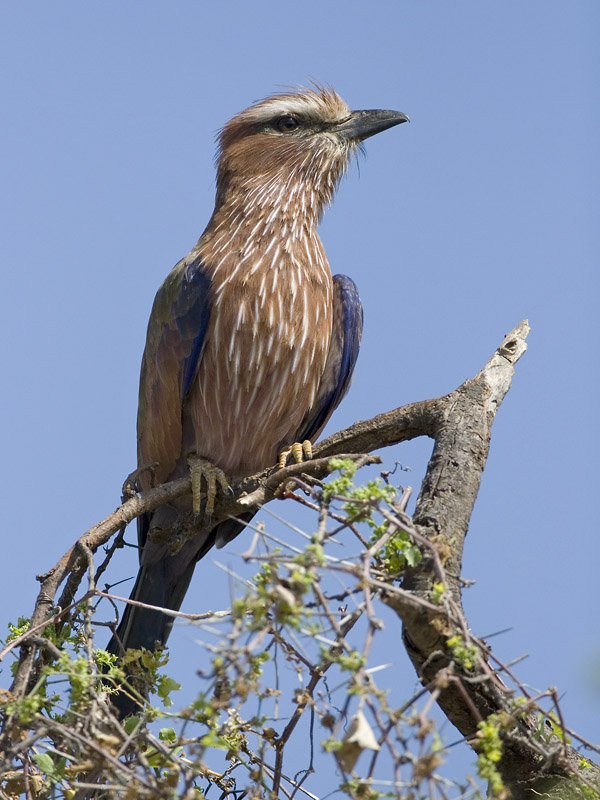 rufous crowned roller