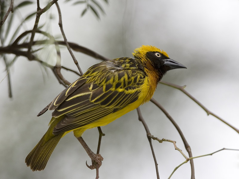 lesser masked weaver