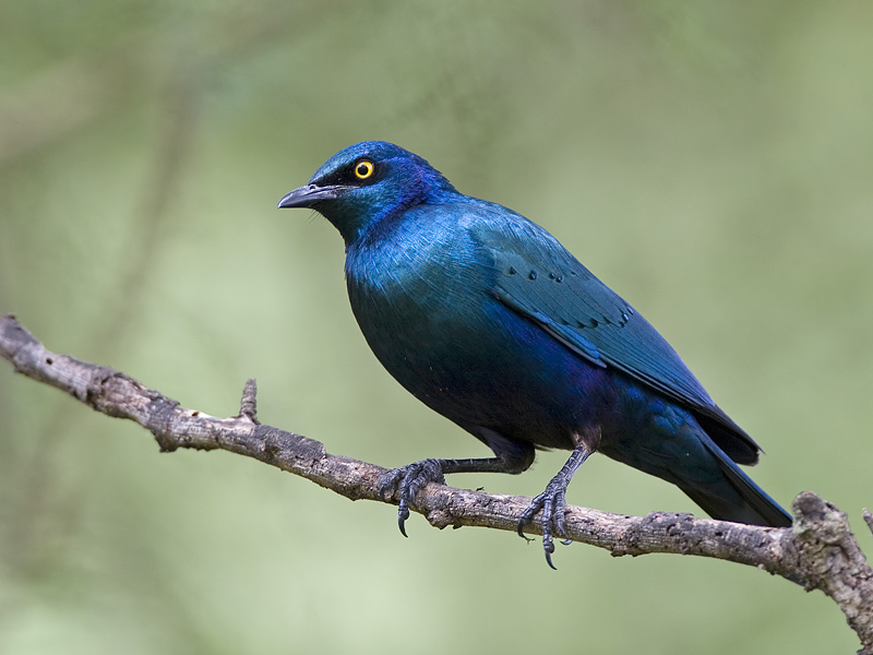 greater blue-eared starling