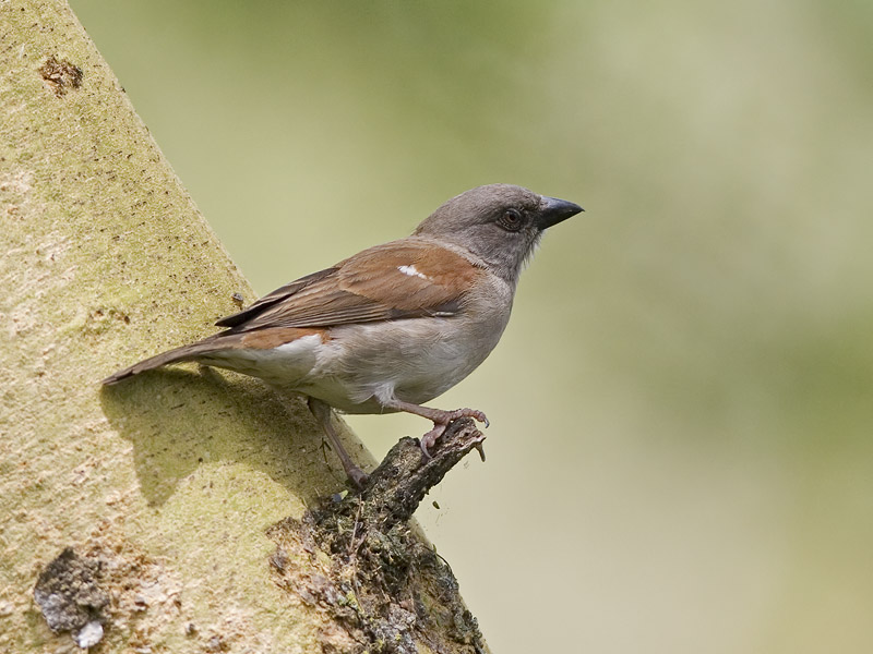 grey-headed sparrow