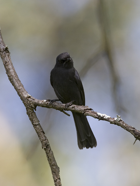 southern black flycatcher