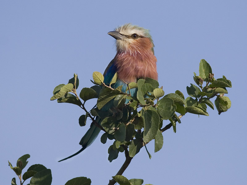 lilac-breasted roller