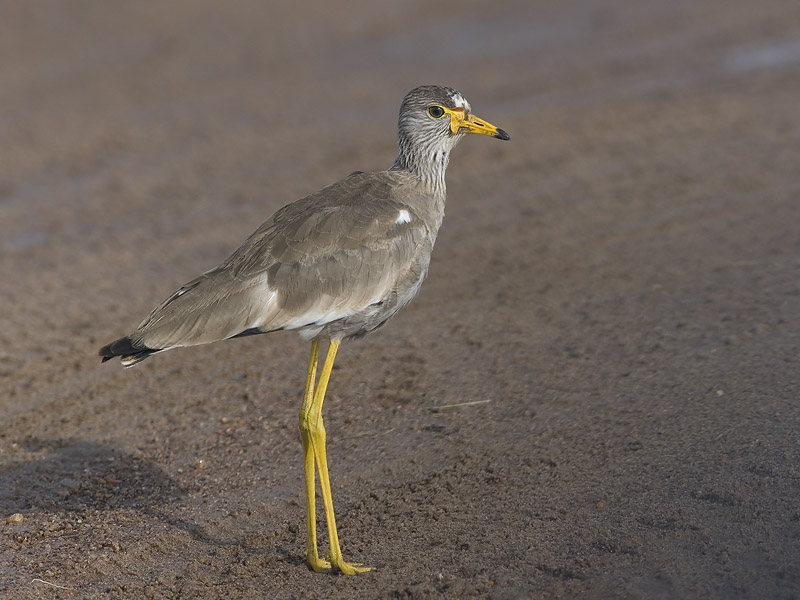 wattled lapwing