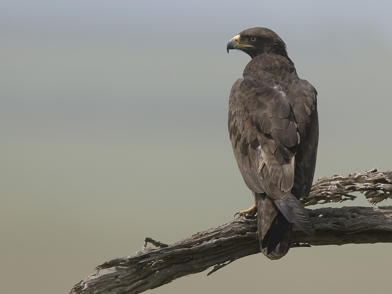 steppe eagle   steppe arend  Aquila nipalensis