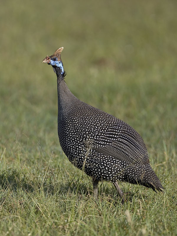 helmeted guineafowl