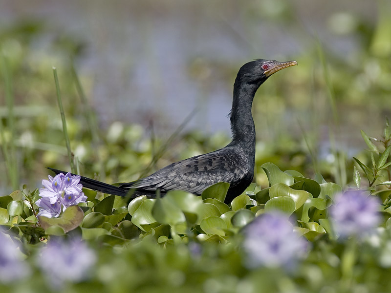 long-tailed cormorant
