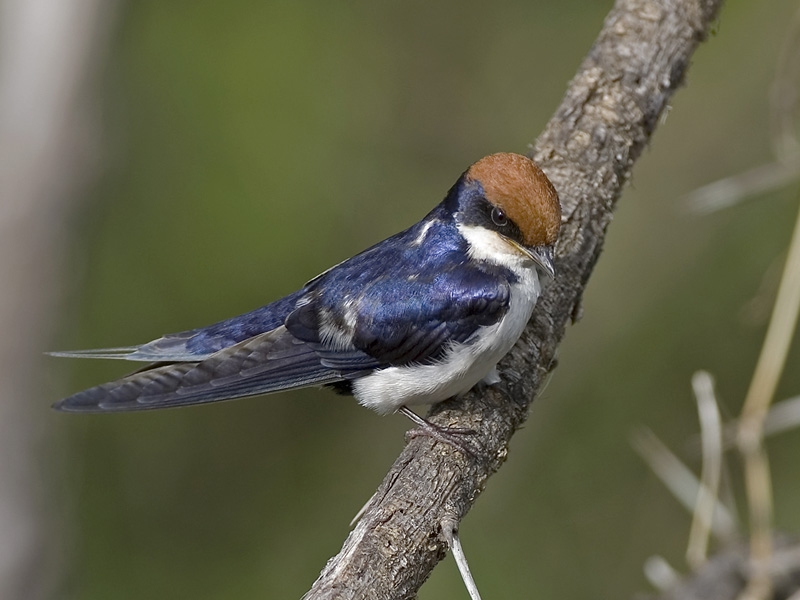 wire-tailed swallow
