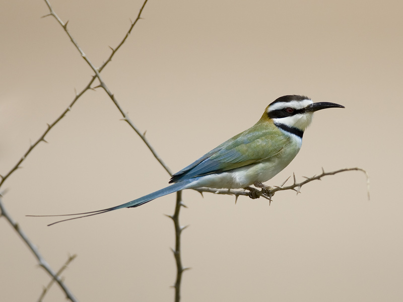 white-throated bee-eater