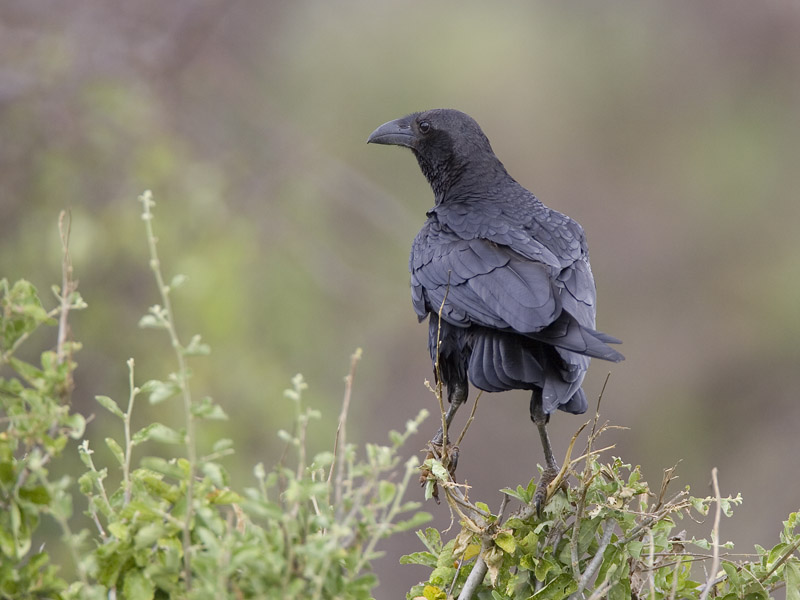 fan-tailed raven