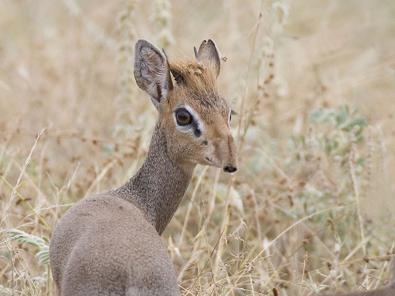 Kirk's dikdik