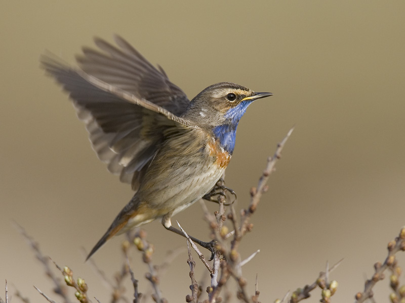 bluethroat (Luscinia svevica)