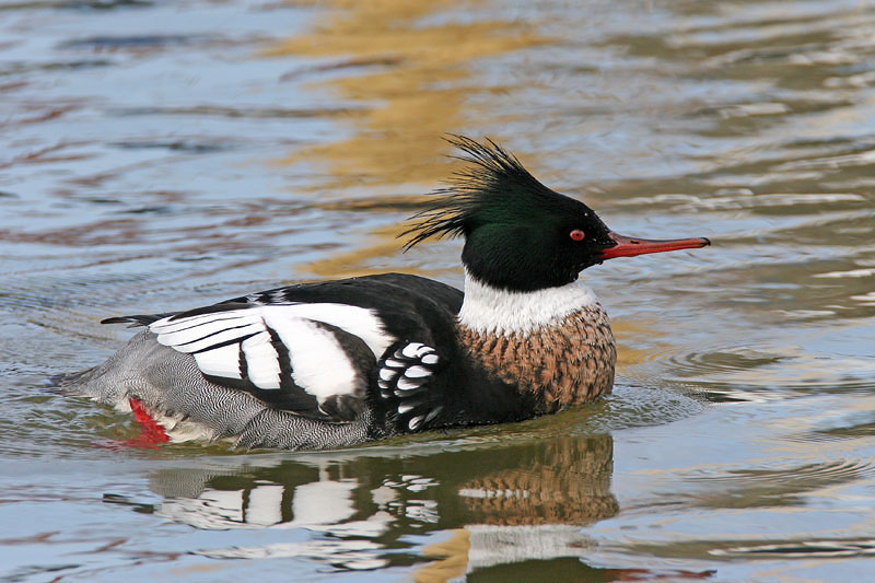 red-breasted merganser (Mergus serrator)