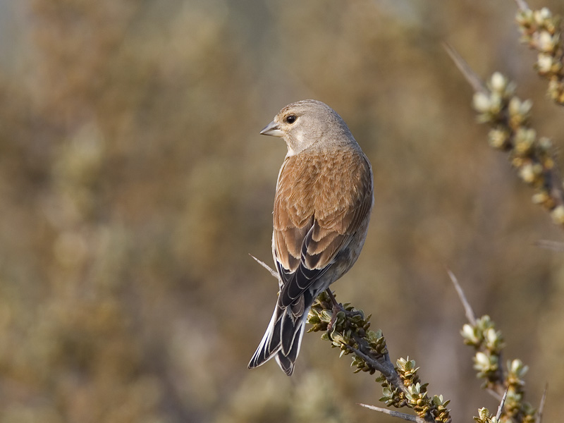 linnet (Carduelis cannabina)