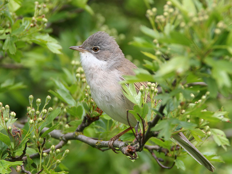 whitethroat (Sylvia communis)