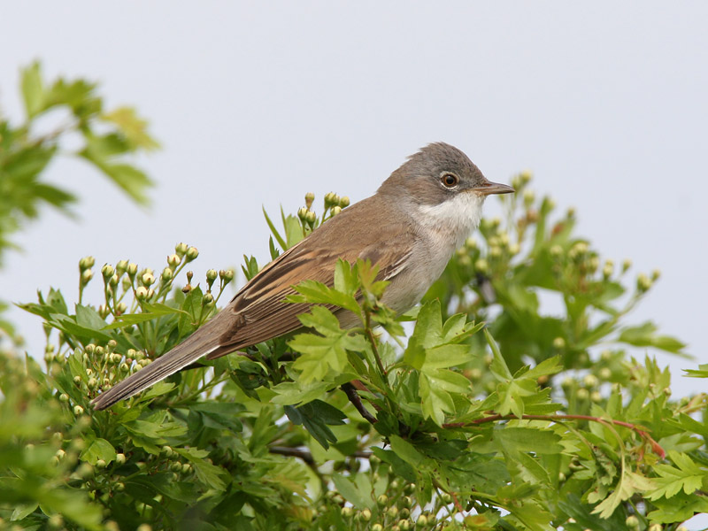 whitethroat (Sylvia communis)