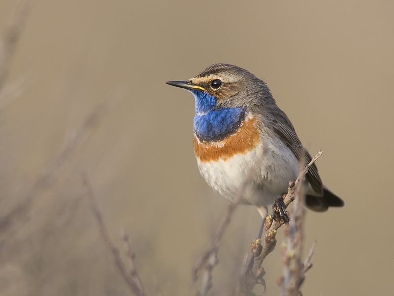 bluethroat (Luscinia svevica)