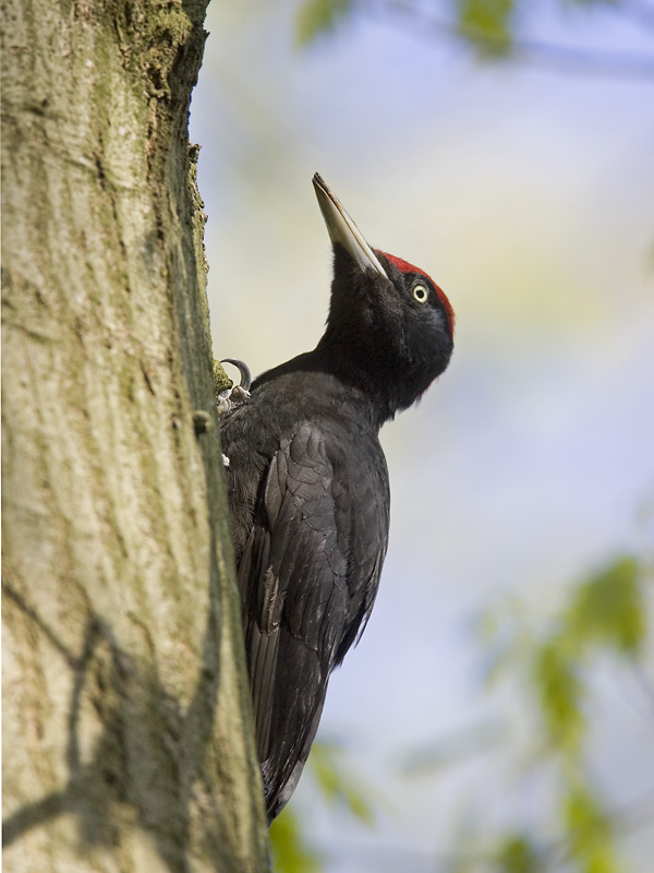 black woodpecker (Dryocopus martius)