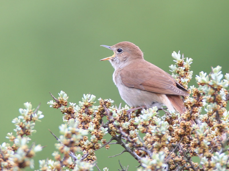 common nightingale <br> nachtegaal <br> Luscinia megarhynchos