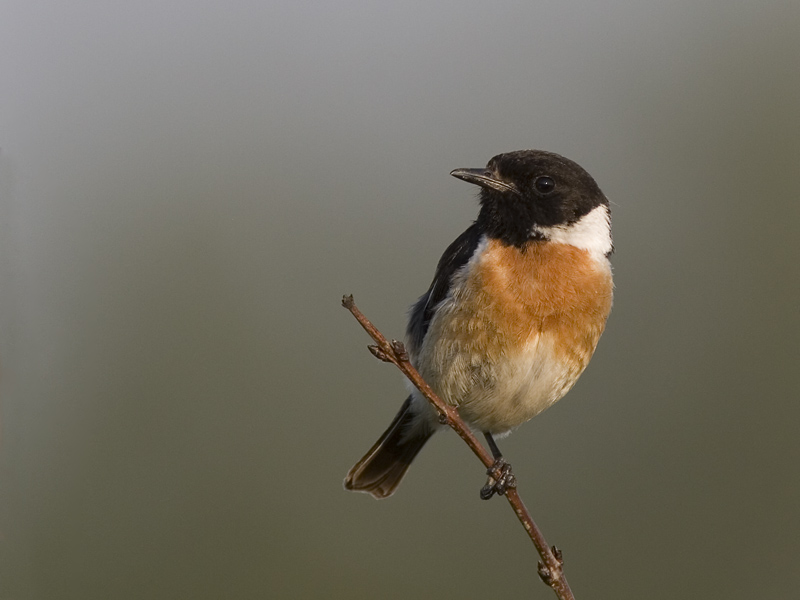 common stonechat  (Saxicola torquata)