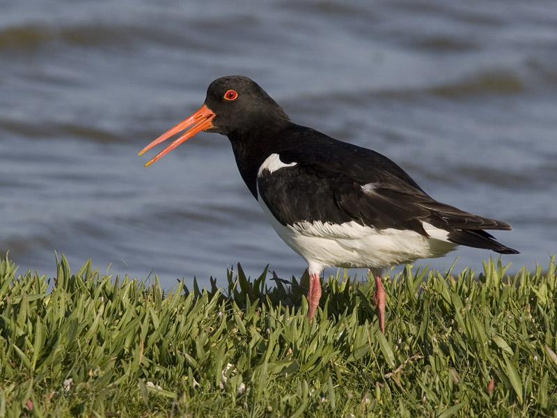 oystercatcher (Haematopus ostralegus)