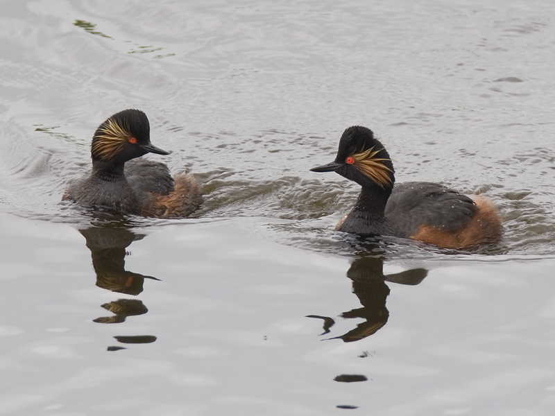 black-necked grebe ((Podiceps nigricollis)