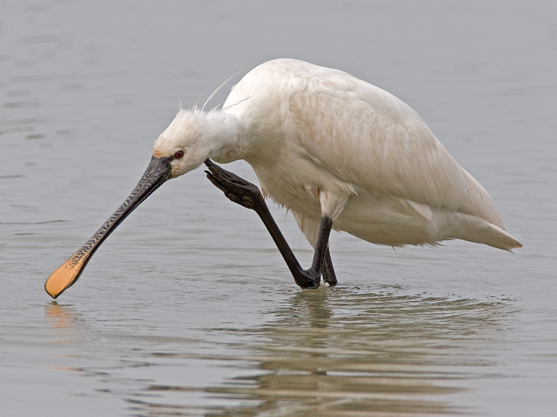 eurasian spoonbill (Platalea leucorodia)