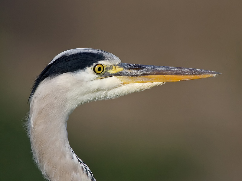 grey heron