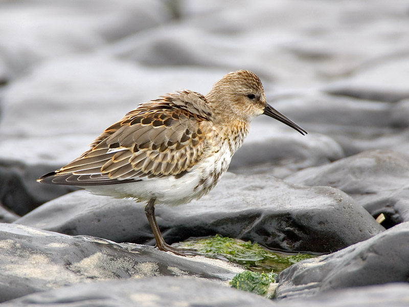 dunlin