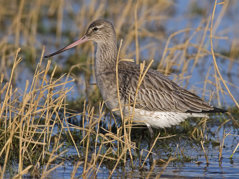 bar-tailed godwit  rosse grutto  Limosa lapponica