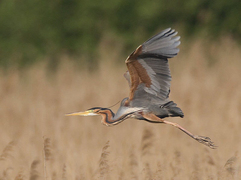 purple heron