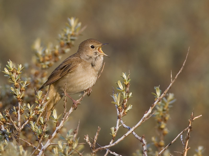 common nightingale  nachtegaal  Luscinia megarhynchos